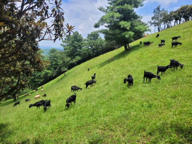 凤龙山